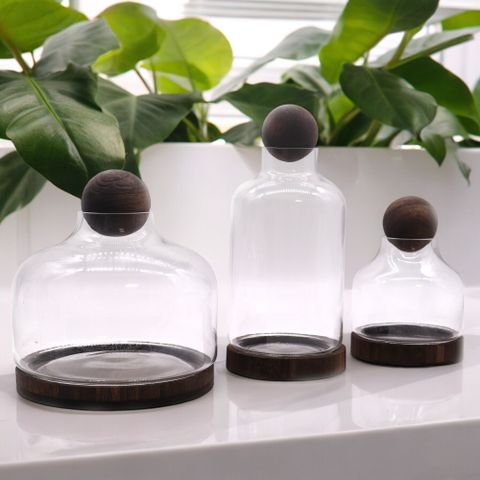 Medium Ball Top Terrarium on Dark Tung Wood