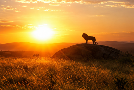 Leo 2027 Horoscope