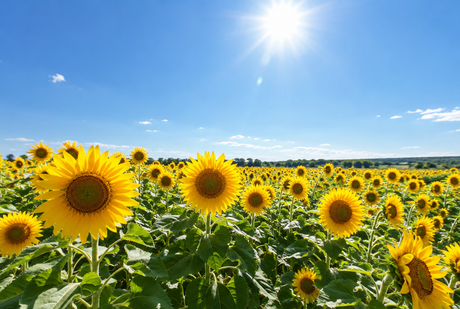 The Sun Tarot Card Meaning