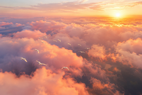 Dreaming of Flying
