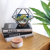 DIY Geometric Succulent Terrarium Kit: Live Plants, Crystals, Desk Decor
