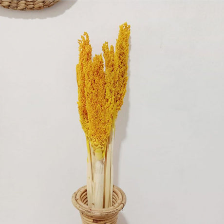 Cantal Grass Bunch - Amber Dried Botanical Décor