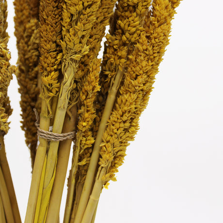 Cantal Grass Bunch - Amber Dried Botanical Décor