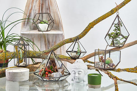 Geometric Glass Terrarium – Cube on Corner for Succulents & Air Plants