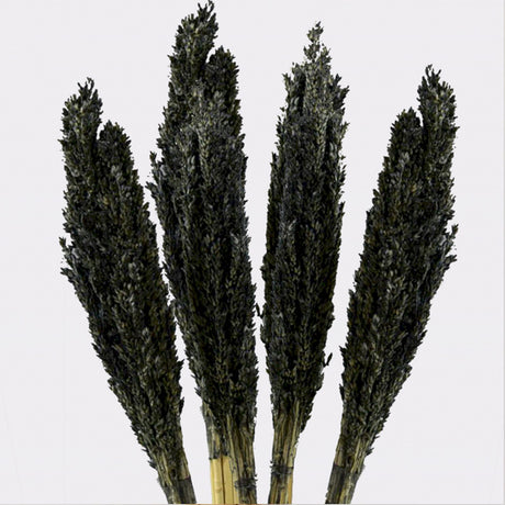 Cantal Grass Bunch - Black Dried Floral Accent | Natural Home Decor