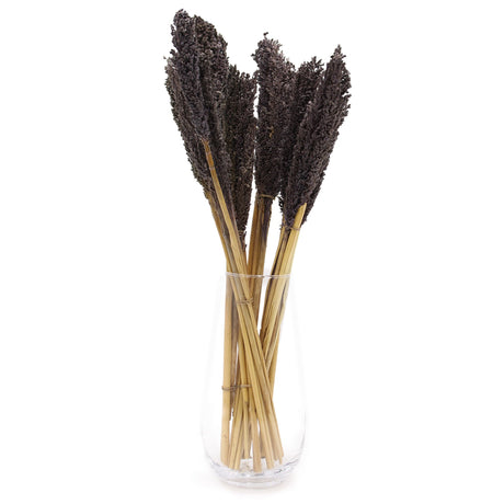 Cantal Grass Bunch – Black, Dried Decorative Grass