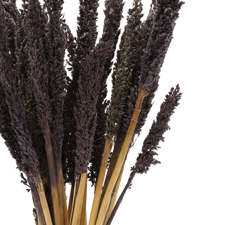 Cantal Grass Bunch – Black, Dried Decorative Grass