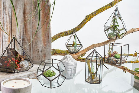 Glass Terrarium - Large Octagon Geometric Planter | Modern Plant Display