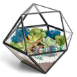 DIY Geometric Succulent Terrarium Kit: Live Plants, Crystals, Desk Decor