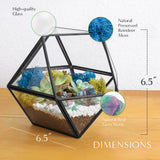 DIY Geometric Succulent Terrarium Kit: Live Plants, Crystals, Desk Decor